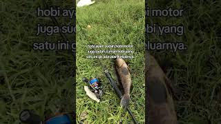 Hobi mancing gk ada obat #sukamancing #mancing #fishing