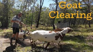 Clearing land with Goats