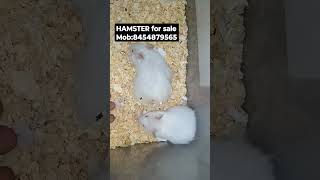 hamsters for sale in mumbai #pets #hamsterbreeding #hamsterbabies #mumbai #forsale #petsforsale