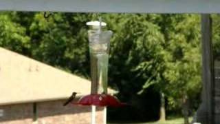 Virginia's New Home, Pt 7, Hummingbirds