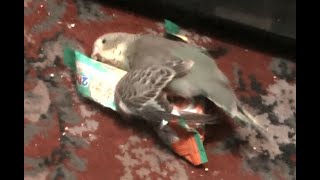 Best Funny Cute Budgie Playing in a Sweet Packet