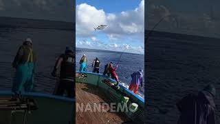 Hampir saja kebawa ikan .. harus fokus kalo mancing ikan ini #fishing #tuna #nelayan