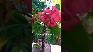 #Coroa de Cristo gigante#vaso#jardins#natureza#shorts fácil plantio e cultivo 🇧🇷