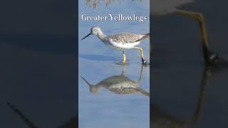 Greater Yellowlegs #4k #photography #birding #birding #bird #birdwatch #nature #birdwatching #viral