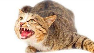 Billi ki awaaz | Cat sound | Cat voice | बिल्ली की आवाज | Cat Ringtone