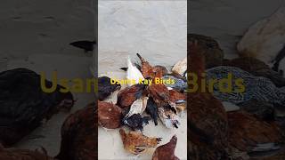 Usama kay birds 5 #chicksgrowthdaybyday #birds #colourfulchicks #hen #smallbusinesssetup