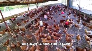 DEVIS ESTIMATIF POUR L'ÉLEVAGE DE 200 POULES PONDEUSES