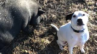 This little dog is a brilliant boundary setter!