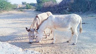 Two donkey brothers Are Looking For Food