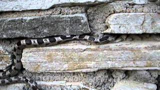 European Cat Snake - Αγιόφιδο, Telescopus fallax