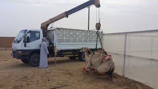 Camel Loading In Truck With Craen | Camel Loading | Abu Dhbai UAE | Gulf Camel