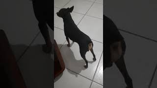 🐕🐕🐕 #pinscher #dog #pets #cachorro @CeliaLima