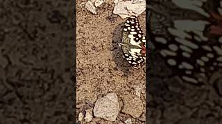 A bright sunny Day, with a beautiful butterfly #reels #viral #birds #viralvideo #trending