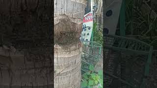 viral-pohon kelapa di tebang hidup kembali#shorts