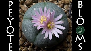 Peyote Twin Blooms | Lophophora williamsii | Cactus Timelapse