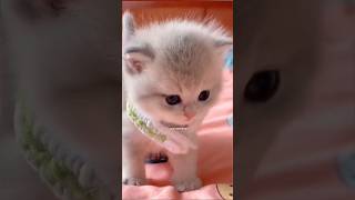 Cute cat video #shorts #youtubeshorts #viralvideo #catshorts #catlover #shortsfeed #cat  #catvideo