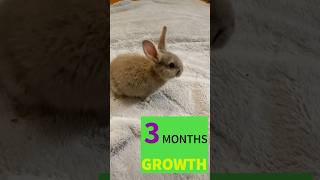 Let’s Find Out How Much The Bunny Has Grown in JUST 3 Month. #pets #bunny #kidsvideo