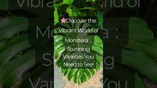 "Monstera Varieties Revealed: From Rare to Stunning!"