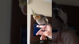 Cockatiel Free Flight Recall Training✨✨#cockatiel #freeflight #recall #training