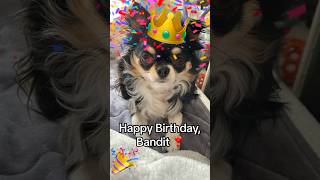 🥳 Celebrating Pet Birthdays in Japan #shorts #happybirthday #chihuahua