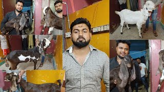 HYDERABADI GOATS🐐FOR SHOW Quality