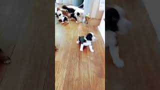 Puppies walking around