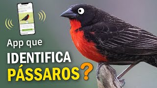 Como IDENTIFICAR UMA AVE/PÁSSARO? Aplicativos para identificar fotos e cantos de pássaros!