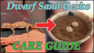 Meet The Dwarf Sand Geckos | ULTIMATE DWARF SAND GECKO CARE GUIDE (OLD)