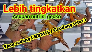 LEBIH TINGKATKAN ASUPAN NUTRISI GECKO BETINA YANG SEDANG HAMIL ( GENDONG TELUR )