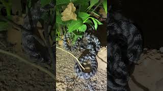 #snakerescuevideo #youtube #shorts #video #sagar_sahu_0 #korbachhattisgarh #snakevide #dengeroussnak