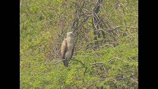 Raptorwatching : a fish-eagle looking to catch something.