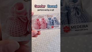 will you trust your cat to do gender reveal for future baby? Pregnancy diary.