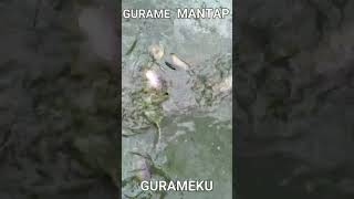 CARA BUDIDAYA IKAN GURAME DI KOLAM TERPAL #shorts