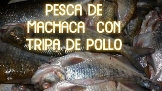 Pesca en CR con carnada viva. Pesca de sabalo o machaca