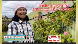 Pruning my plants before our Phil. Vacation #garden #pruning  #plants #flowers #gardening #viral