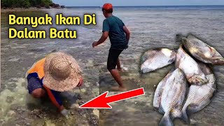 Banyak Ikan Terjebak Di Bawah Batu | Kepulauan Karimunjawa