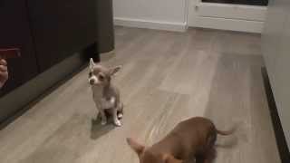 Budda the handsome Chihuahua does a trick :)