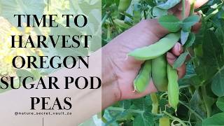 Harvesting Sugar Pod Peas: My Epic #southafrican Garden!