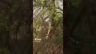 Tiger🐯 vs Monkey 🐒 || Tree Fall || #shorts #short