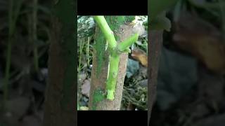 Avocado Grafting Method |  tips how to Graft Avocado #agriculturelife #gardening #agribusiness