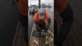 Crab Cleanup! #dungenesscrab #crabbing #juneau #alaska #shorts