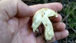 St Georges Mushroom - Foraging UK - (Calocybe gambosa)