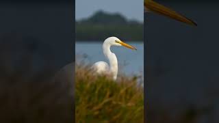 Photos of beautiful birds from Southwest Florida #floridabirds #naturephotography #birds #shorebirds