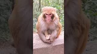 Funny Monkey Video #monkey #youtubeshorts #short #sadmonkey #funny