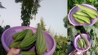 How to grow Sponge/Ridged Gourd/Turai in home garden|Kali Tori lgane ka tarika|Kitchen Garden