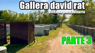 mejores galleras del mundo david rat visita paco baluarte #davidrat #pacobaluarte