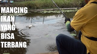 Mancing Ikan Bandeng Terbang