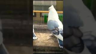 Blue Satinet Pigeon|| #foryou #viral #viralvideo #youtubeshorts #ytshorts #trending #reels