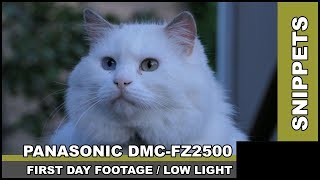 SNIPPETS: Random footage of cats - zoom test of Panasonic DMC-FZ2500-GA low light - FIRST DAY!