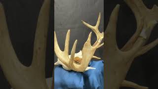 European Deer Mount #shorts #hunting #archery